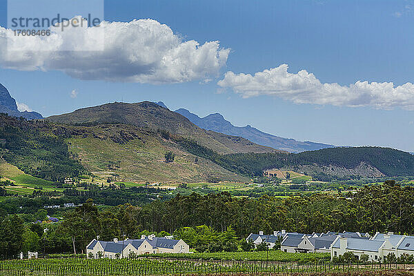 Weinberg in den Winelands von Südafrika; Franschhoek  Westkap  Südafrika