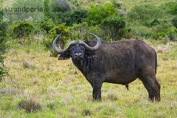 Porträt eines afrikanischen Kaffernbüffelbullen (Syncerus caffer caffer)  der auf einem Feld im Meeresschutzgebiet des Addo Elephant National Park steht; Ostkap  Südafrika