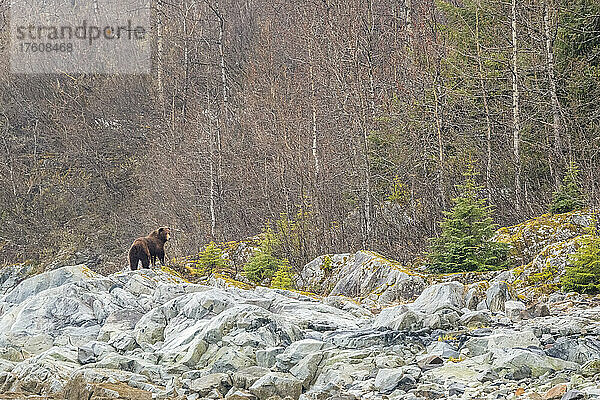 Blick von hinten auf einen Braunbären (Ursus arctos)  der auf den grauen Felsen vor einem Laubwald im Glacier Bay National Park steht; Südost-Alaska  Alaska  Vereinigte Staaten von Amerika