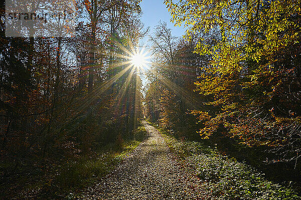 Wald mit Sonnenaufgang im Herbst; Spessart  Bayern  Deutschland