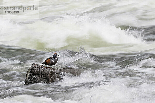 Eine Harlekin-Ente (Histrionicus histrionicus) sitzt auf einem Felsen  umgeben von rauschendem Wasser; Yellowstone National Park  Vereinigte Staaten von Amerika