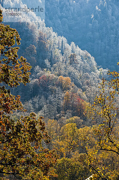 Buntes  goldenes Herbstlaub an einem Berghang im Great Smokies National Park  Tennessee North Carolina; Vereinigte Staaten von Amerika