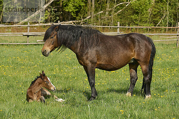 Fohlen und Stute (Equus ferus caballus) auf einer grünen Weide  Stute wacht über ihr Fohlen  das sich im Frühling ausruht; Europa