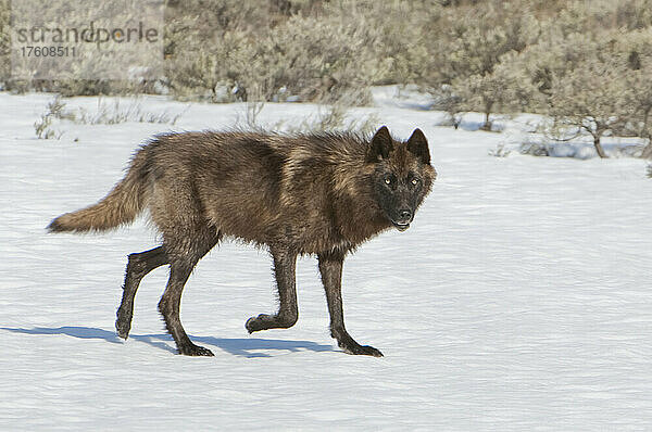 Porträt eines schwarzen Wolfs (Canis lupus)  der über ein schneebedecktes Feld läuft und in die Kamera schaut; Yellowstone National Park  Vereinigte Staaten von Amerika