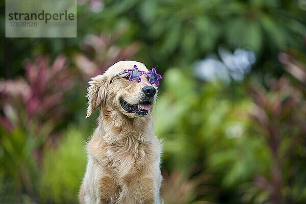 Golden Retriever Hund mit Sonnenbrille  bereit für den Strand; Paia  Maui  Hawaii  Vereinigte Staaten von Amerika