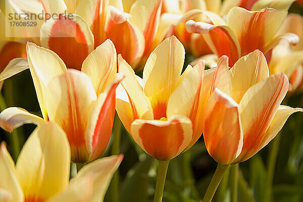 Orangefarbene Tulpen blühen in Tulpenfeldern; Woodburn  Oregon  Vereinigte Staaten von Amerika