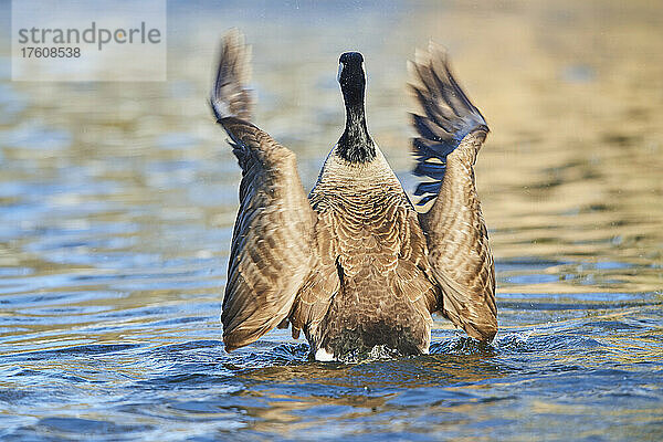 Kanadagans (Branta canadensis) auf einem See; Bayern  Deutschland