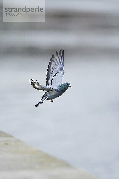 Verwilderte Taube (Columba livia domestica) im Flug; Regensburg  Oberpfalz  Bayern  Deutschland