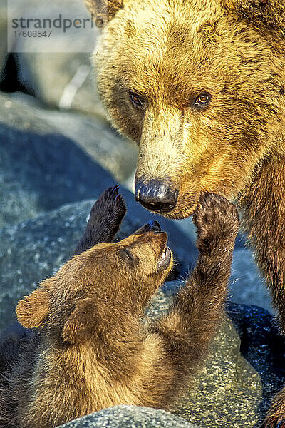 Nahaufnahme eines Braunbärenjungen (Ursus arctos)  das sich an seine Mutter schmiegt  im Katmai National Park; Alaska  Vereinigte Staaten von Amerika