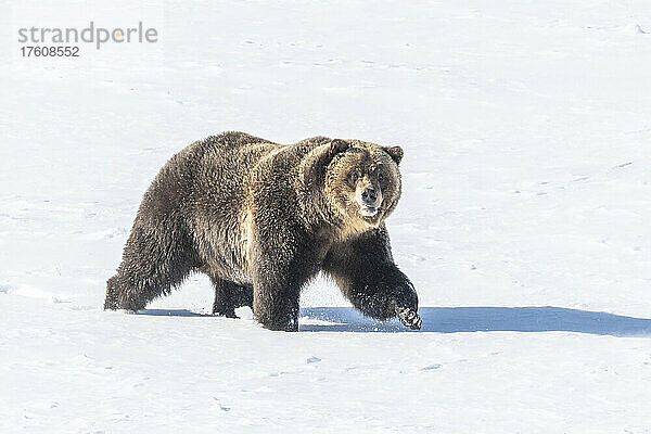 Braunbär (Ursus arctos)  der an einem sonnigen Tag auf einem schneebedeckten Feld spazieren geht und in die Kamera schaut; Yellowstone National Park  Wyoming  Vereinigte Staaten von Amerika