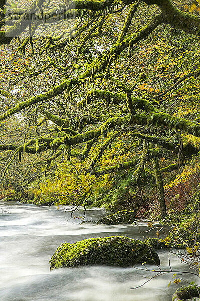 East Dart River  in der Nähe von Dartmeet  im Dartmoor National Park; Devon  England