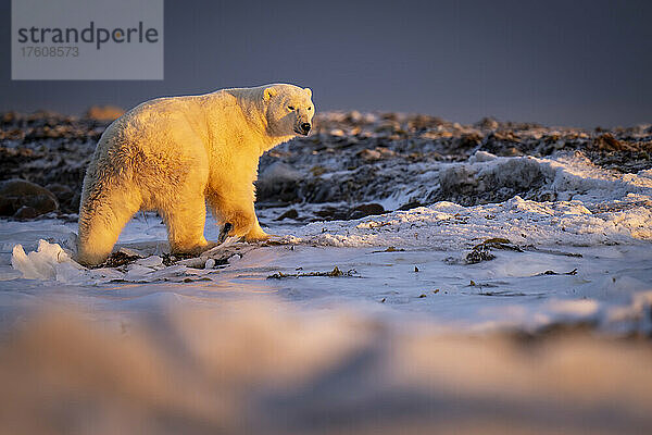 Eisbär (Ursus maritimus) steht bei Sonnenuntergang in der Tundra; Arviat  Nunavut  Kanada