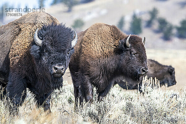 Herde amerikanischer Bisons (Bison bison)  die auf dem Salbeibusch (Artemisia tridentata) im Yellowstone National Park grasen; Vereinigte Staaten von Amerika