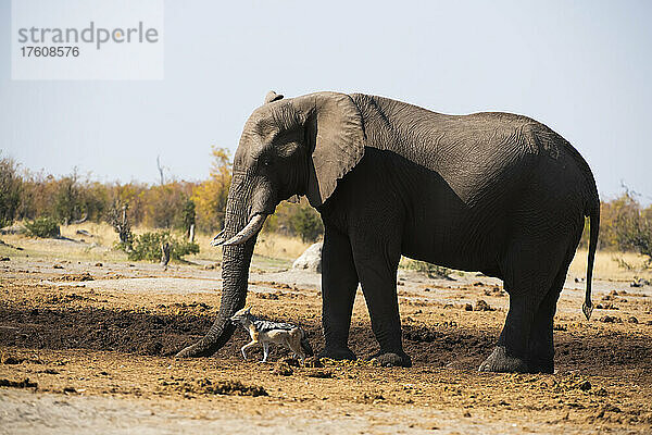 Ein afrikanischer Buschelefant (Loxodonta africana) gräbt ein Loch in den Boden  um in der Savanne an Wasser zu gelangen  während ein Schabrackenschakal (Lupulella mesomelas) vorbeizieht; Okavango-Delta  Botsuana