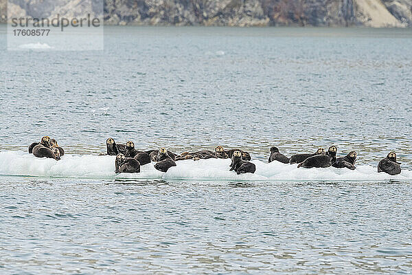 Ein Floß von Seeottern (Enhydra lutris)  die auf dem Meereis im Glacier Bay National Park ruhen; Südost-Alaska  Alaska  Vereinigte Staaten von Amerika