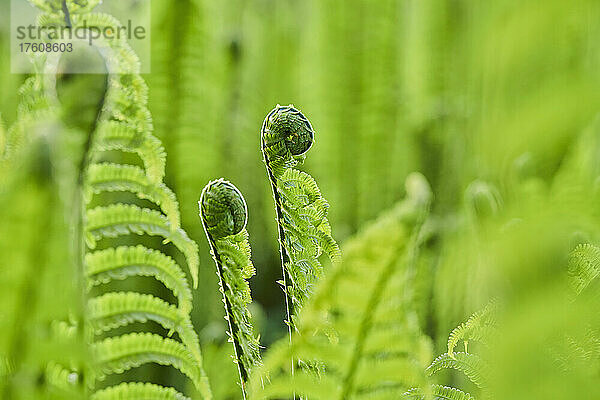 Nahaufnahme des eingerollten Endes eines männlichen Farns oder Wurmfarns (Dryopteris filix-mas); Bayern  Deutschland