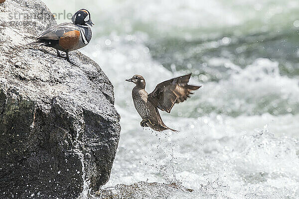 Ein Paar Harlekinenten (Histrionicus histrionicus)  wobei das Weibchen zu dem auf einem Felsen stehenden Männchen hinüberfliegt und die Wellen des Wassers hinter ihnen plätschern; Yellowstone National Park  Vereinigte Staaten von Amerika