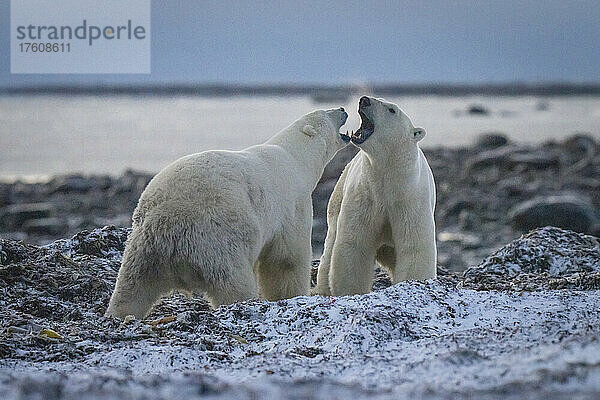 Zwei Eisbären (Ursus maritimus) brüllen sich gegenseitig an; Arviat  Nunavut  Kanada