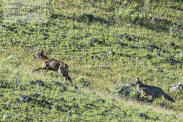 Ein Kojote (Canis latrans) jagt einen jungen Elch (Cervus canadensis) über ein grasbewachsenes Feld; Yellowstone National Park  Vereinigte Staaten von Amerika