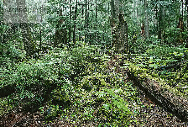 Küstenregenwald  Garibaldi Park  British Columbia  Kanada