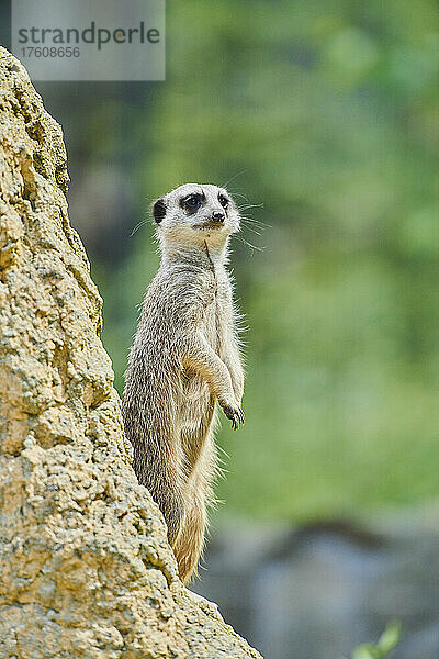 Porträt eines Erdmännchens (Suricata suricatta)  das auf einem Felsen steht und nach rechts schaut  gefangen; Bayern  Deutschland