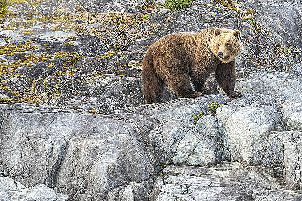 Braunbär (Ursus arctos)  der am felsigen Ufer steht und nach Nahrung sucht im Glacier Bay National Park; Südost-Alaska  Alaska  Vereinigte Staaten von Amerika