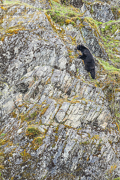 Amerikanischer Schwarzbär (Ursus americanus) beim Klettern an einer steilen Felswand im Glacier Bay National Park; Südost-Alaska  Alaska  Vereinigte Staaten von Amerika