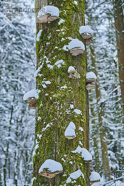 Rotgürteliger Knollenblätterpilz (Fomitopsis pinicola) auf einem bemoosten Baumstamm im Naturschutzgebiet Hell im Bayerischen Wald; Oberpfalz  Bayern  Deutschland