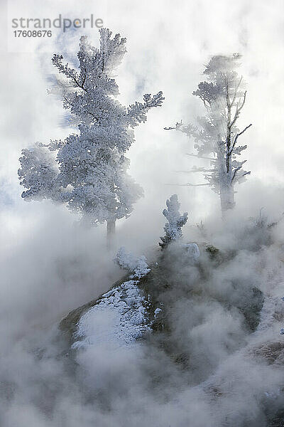 Frostbedeckte Nadelbäume tauchen durch den dunstigen Dampf in Mammoth Hot Springs auf; Yellowstone Natural Park  Wyoming  Vereinigte Staaten von Amerika