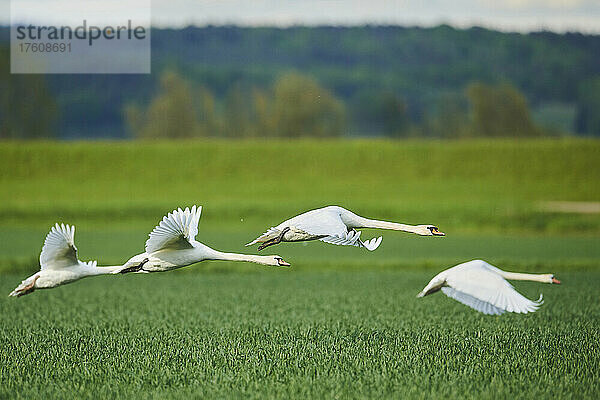 Höckerschwäne (Cygnus olor) auf der Flucht vor einem Getreidefeld  Bayerischer Wald; Bayern  Deutschland