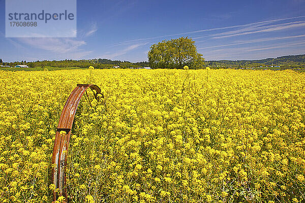 Blühendes Senffeld im Frühling an einem hellen  sonnigen Tag; Oregon  Vereinigte Staaten von Amerika