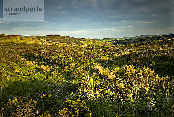 Landschaft bei Postbridge im Dartmoor-Nationalpark; Devon  England