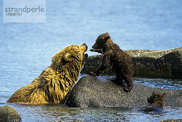 Braunbärenjunges (Ursus arctos)  das von einem Felsen aus mit seiner Mutter im Wasser spielt  während ein anderes Junges in der Nähe schwimmt  Katmai National Park; Alaska  Vereinigte Staaten von Amerika