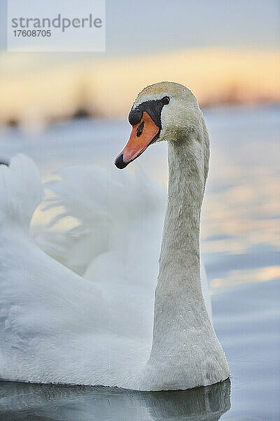 Höckerschwan (Cygnus olor) Porträt  Fluss Donau; Oberpfalz  Bayern  Deutschland