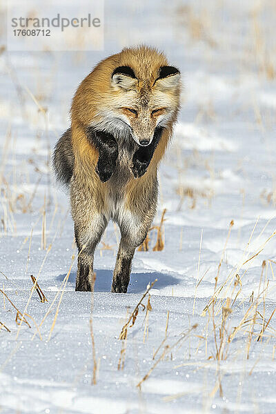 Rotfuchs (Vulpes vulpes) in der Luft  taucht in eine Schneewehe  um Nahrung zu fangen; Yellowstone National Park  Wyoming  Vereinigte Staaten von Amerika