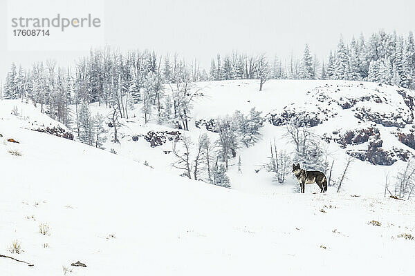 Ein einsamer Wolf (Canis lupus)  der in einer schneebedeckten Landschaft steht und an einem bewölkten Tag im Lamar Valley auf Beute lauscht; Yellowstone National Park  Vereinigte Staaten von Amerika