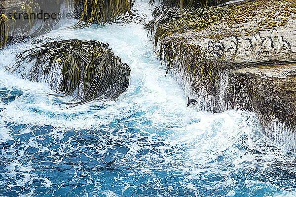 Felsenpinguine trotzen der Brandungszone auf den Falklandinseln.