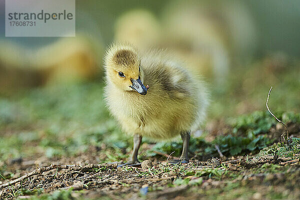 Kanadagans (Branta canadensis) Küken auf einer Wiese; Franken  Bayern  Deutschland