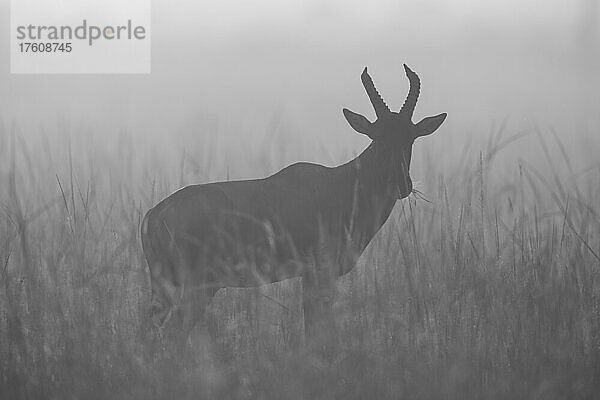 Silhouettierter Topi (Damaliscus lunatus jimela)  der im langen Gras steht und in die Kamera schaut  Maasai Mara National Reserve; Narok  Maasai Mara  Kenia