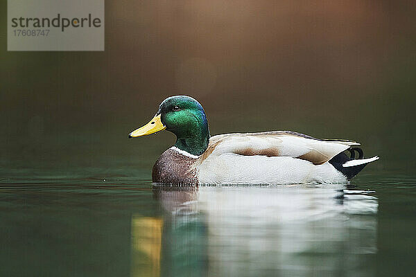 Stockente (Anas platyrhynchos)  männlich  auf einem See; Bayern  Deutschland