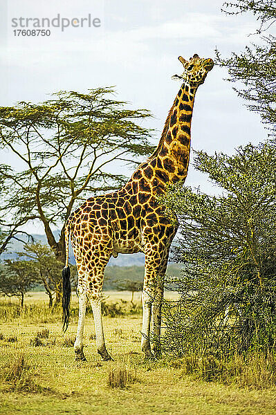 Rothschildgiraffe  Giraffa camelopardalis  Kenia; Lake Nakuru National Park  Rift Valley  Kenia.