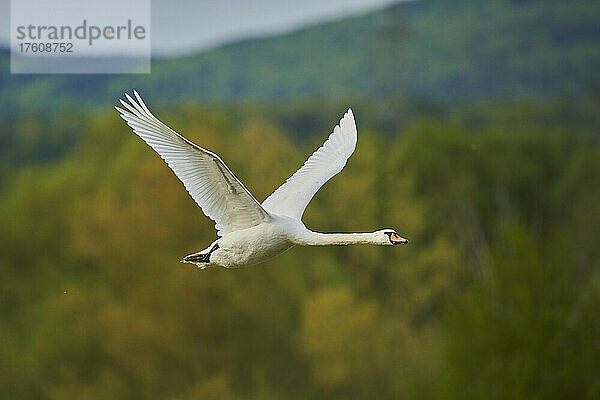 Höckerschwan (Cygnus olor) im Flug über dem Bayerischen Wald; Bayern  Deutschland