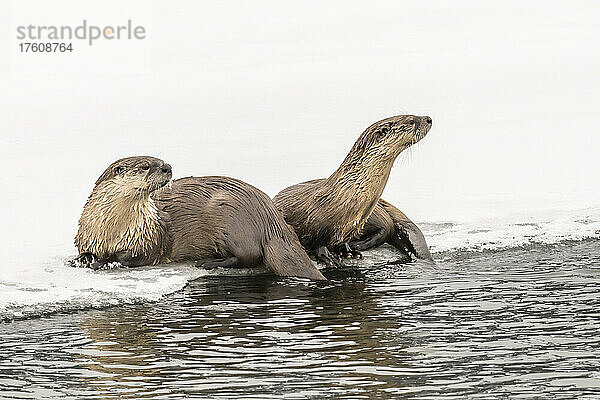 Paar nördliche Flussotter (Lutra canadensis)  die am eisigen Ufer sitzen; Yellowstone National Park  Vereinigte Staaten von Amerika