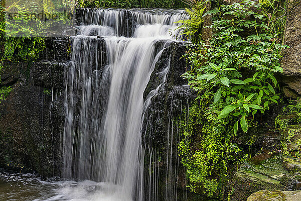 Wunderschöne Wasserfälle und üppiges Blattwerk im Jesmond Dene Public Park; Newcastle upon Tyne  Northumberland  England