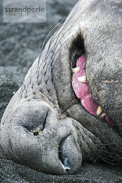 Südlicher Seeelefant (Mirounga leonina) schlafend im Sand mit herausgestreckter Zunge; Südgeorgien  Antarktis