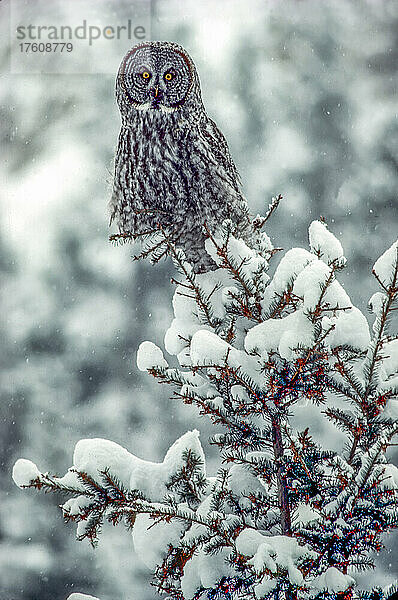 Der Steinkauz (Strix nebulosa) sitzt auf der schneebedeckten Spitze eines Nadelbaumzweigs und beobachtet die Kamera auf dem Blacktail Plateau im Winter. Der Steinkauz ist ein dämmerungs- und nachtaktiver Jäger  der im Winter meist in tiefere Lagen abwandert; Yellowstone National Park  Wyoming  Vereinigte Staaten von Amerika