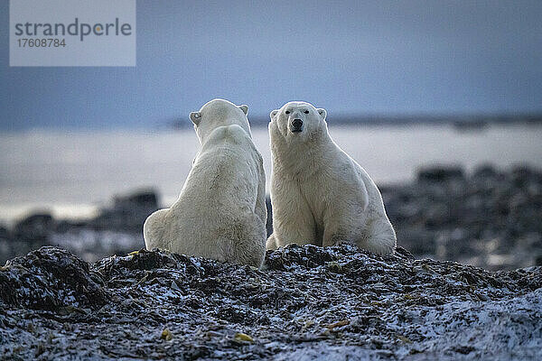 Zwei Eisbären (Ursus maritimus) sitzen mit unterschiedlichen Blickrichtungen; Arviat  Nunavut  Kanada