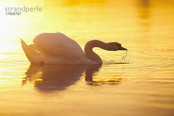 Höckerschwan (Cygnus olor) schwimmt auf der Donau bei Sonnenuntergang; Bayern  Deutschland