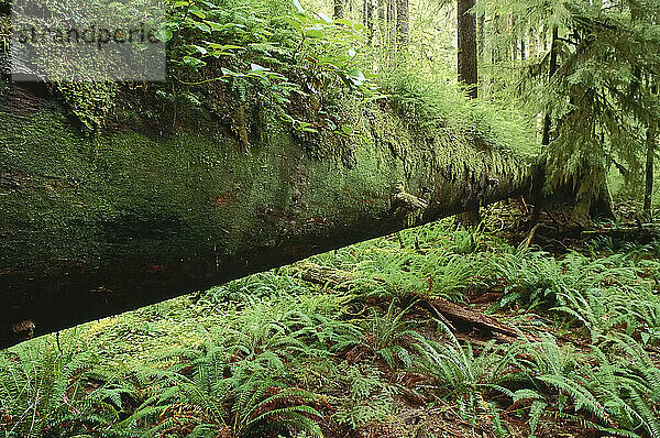 Gemäßigter Küstenregenwald  Carmanah Pacific Provincial Park  British Columbia  Kanada