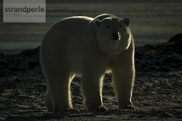 Eisbär (Ursus maritimus) steht an der Küste und beobachtet die Kamera; Arviat  Nunavut  Kanada